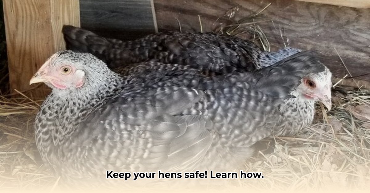 chicken-saddle-tractor-supply